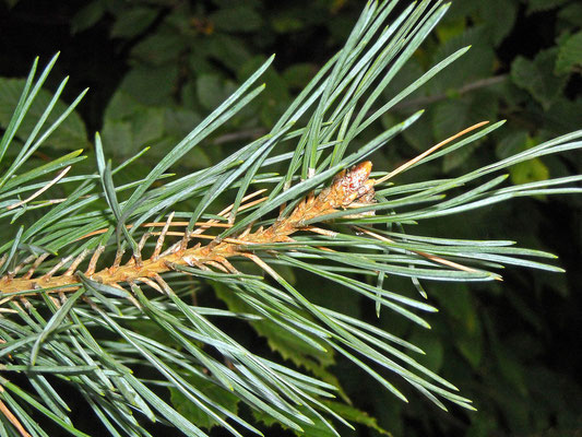 Rot-Föhre (Pinus sylvestris)