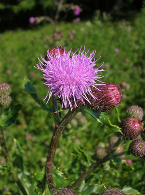 Acker-Kratzdistel (Cirsium arvense)