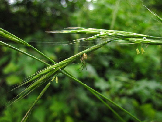 Wald-Zwenke (Brachypodium sylvaticum)