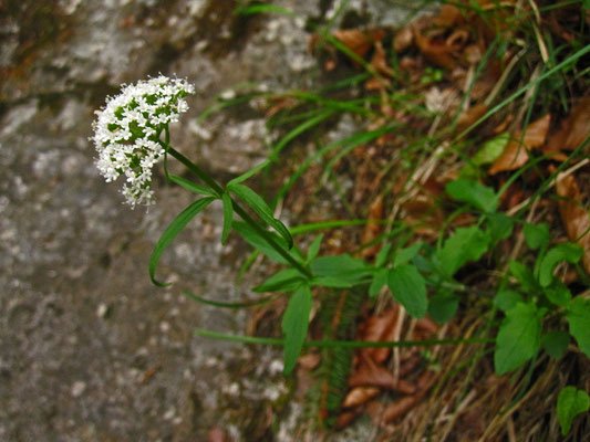 Dreischnittiger Baldrian (Valeriana tripteris)