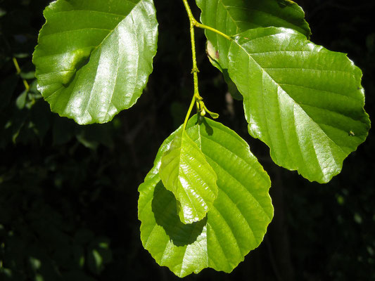 Schwarz-Erle (Alnus glutinosa)