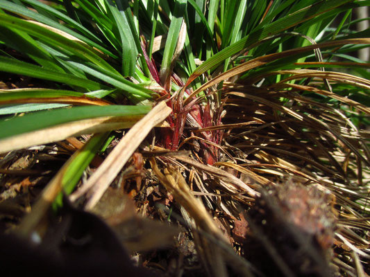 Finger-Segge (Carex digitata)