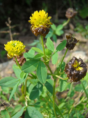 Braun-Klee (Trifolium badium)