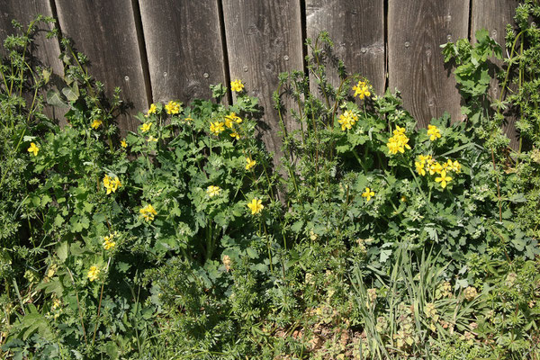 Schöllkraut (Chelidonium majus)