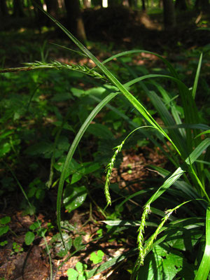 Wald-Segge (Carex sylvatica)