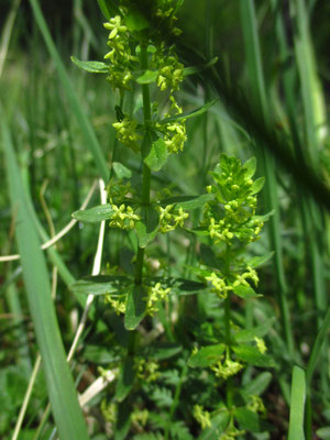 Kahles Kreuzlabkraut (Cruciata glabra)