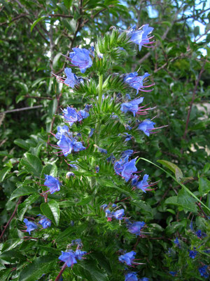 Gewöhnlicher Natternkopf (Echium vulgare)