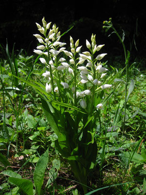 Schmalblatt-Waldvöglein (Cephalophora longifolia)