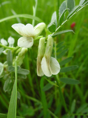 Pannonische Wicke (Vicia pannonica)