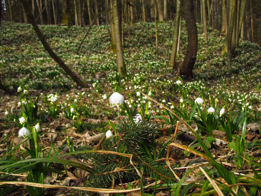 Frühlings-Knotenblume (Leucojum vernum) 