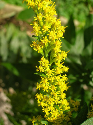 Kanada-Goldrute (Solidago canadensis)