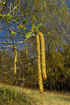 Hänge-Birke (Betula pendula) männlicher Blütenstand