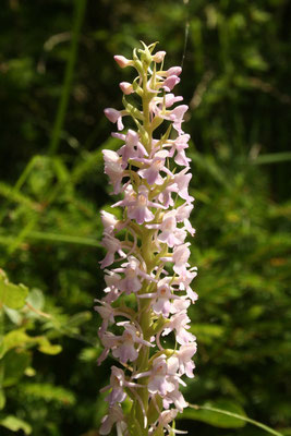 Mücken-Händelwurz (Gymnadenia conopsea)