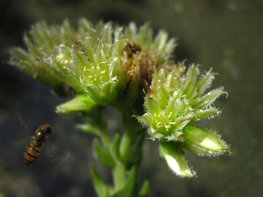 Kurzhaarige Kugel-Fransenhauswurz (Jovibarba globifera subsp. hirta)