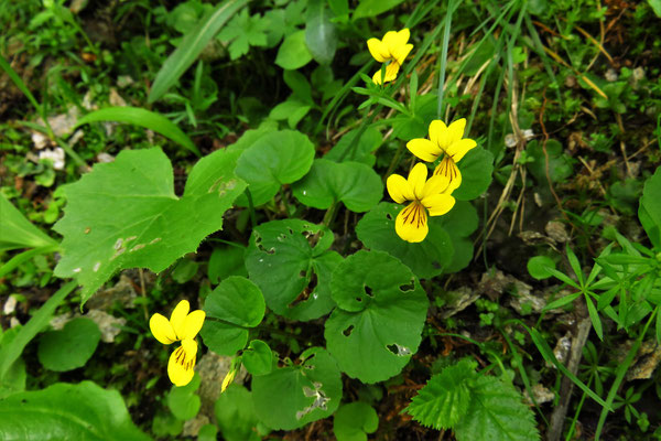 Zweiblüten-Veilchen (Viola biflora)