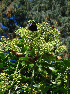 Gewöhnlicher Efeu (Hedera helix)