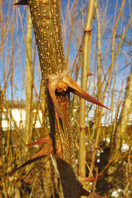 Robinie (Robinia pseudoacacia)