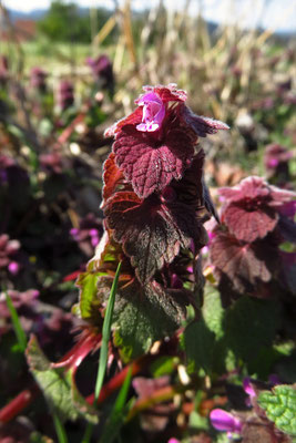 Purpur-Taubnessel (Lamium purpureum) | Fam. Lippenblütler (Lamiaceae)