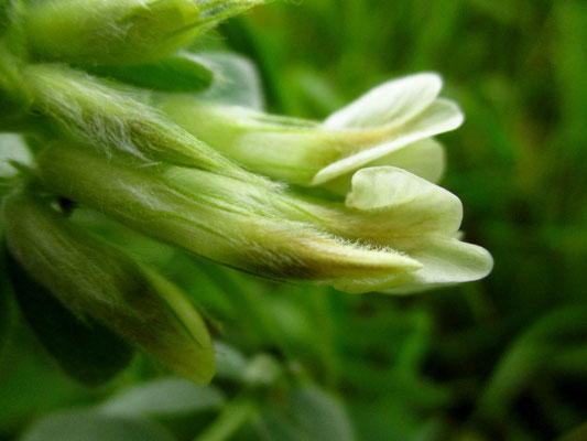 Pannonische Wicke (Vicia pannonica)