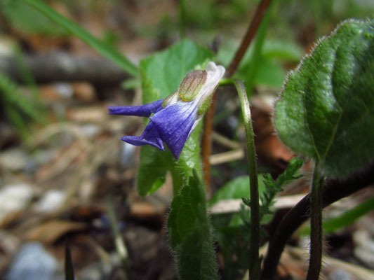 Hügel-Veilchen (Viola collina)