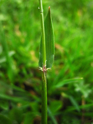 Wiesen-Ruchgras (Anthoxanthum odoratum)