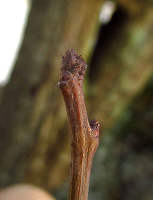 Eingriffel-Weißdorn (Crataegus monogyna) | Knospe