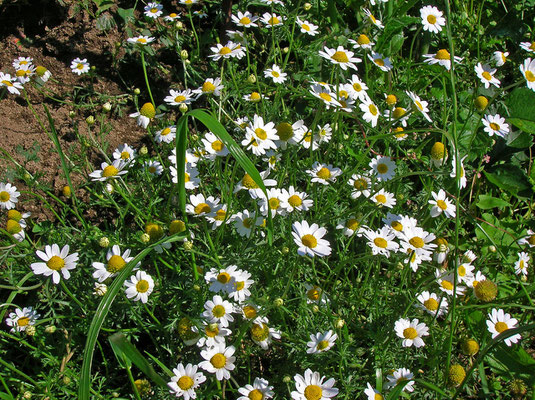 Acker-Hundskamille (Anthemis arvensis)