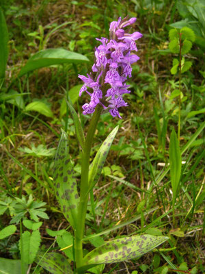 Breitblatt-Fingerwurz (Dactylorhiza majalis agg.)