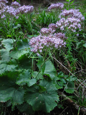 Kalk-Alpendost (Adenostyles glabra)