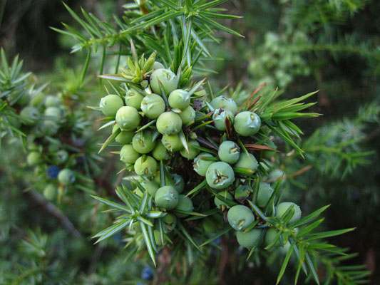 Echter Wacholder (Juniperus communis)