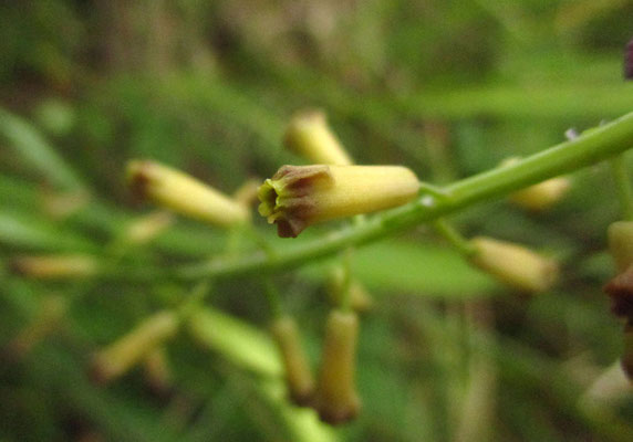 Schopf-Traubenhyazinthe (Muscari comosum)