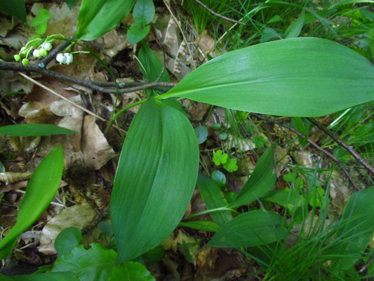 Echtes Maiglöckchen (Convallaria majalis)