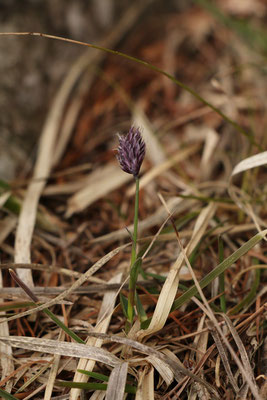 Kalk-Blaugras (Sesleria caerulea) | Fam. Süßgräser (Poaceae)