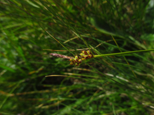 Hirse-Segge (Carex panicea)