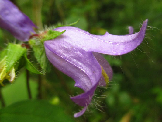 Nessel-Glockenblume (Campanula trachelium)