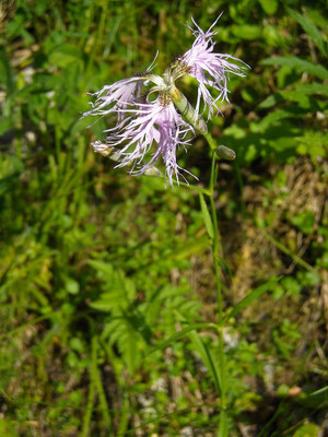 Pracht-Nelke (Dianthus superbus)