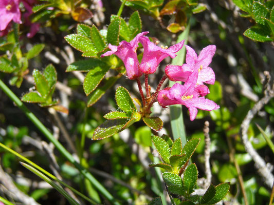 Wimper-Alpenrose (Rhododendron hirsutum)