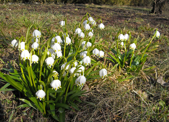 Frühlings-Knotenblume (Leucojum vernum) 