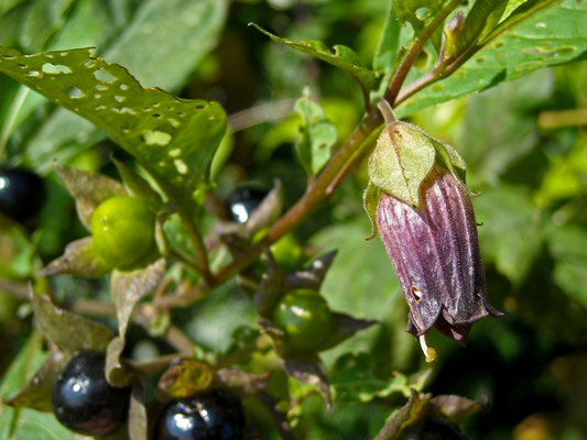 Echte Tollkirsche (Atropa bella-donna)