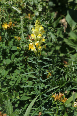 Echtes Leinkraut (Linaria vulgaris) | Fam. Wegerichgewächse (Plantaginaceae)