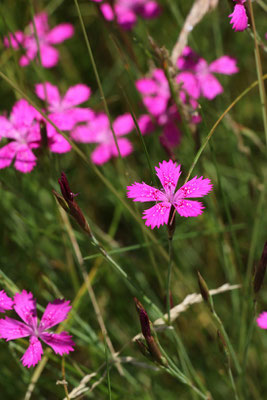 Heide-Nelke (Dianthus deltoides) | Fam. Nelkengewächse (Caryophyllaceae)