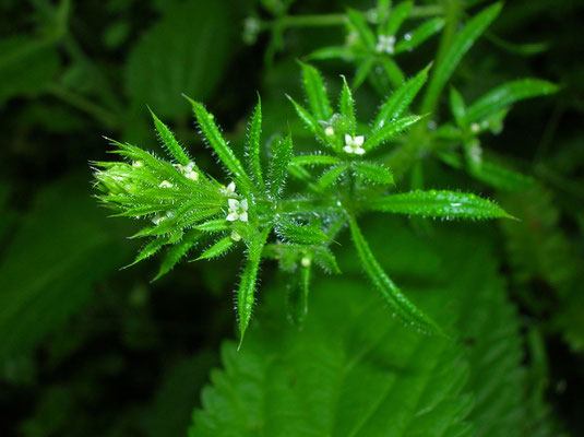 Klett-Labkraut (Galium aparine)