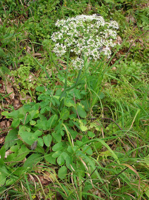Breitblatt-Laserkraut (Laserpitium latifolium)