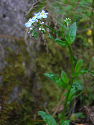 Sumpf-Vergissmeinnicht (Myosotis scorpioides s.lat.)