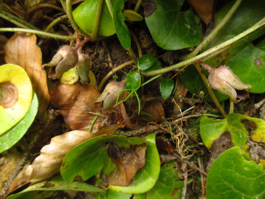 Gewöhnliche Haselwurz (Asarum europaeum)