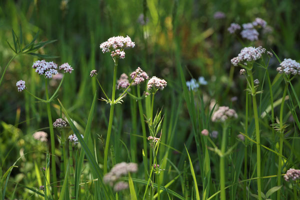 Sumpf-Baldrian (Valeriana dioica | syn. Kleiner Baldrian)