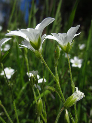 Acker-Hornkraut (Cerastium arvense)