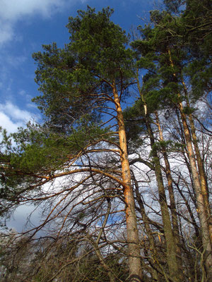 Rot-Föhre (Pinus sylvestris)