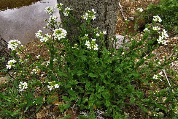 Alpen-Gänsekresse (Arabis alpina)