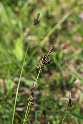 Berg-Segge (Carex montana)